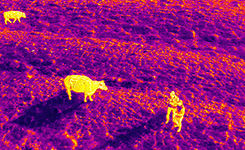 Exploring the Transformative UK AI-Powered project BeefTwin 