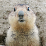 Groundhog
